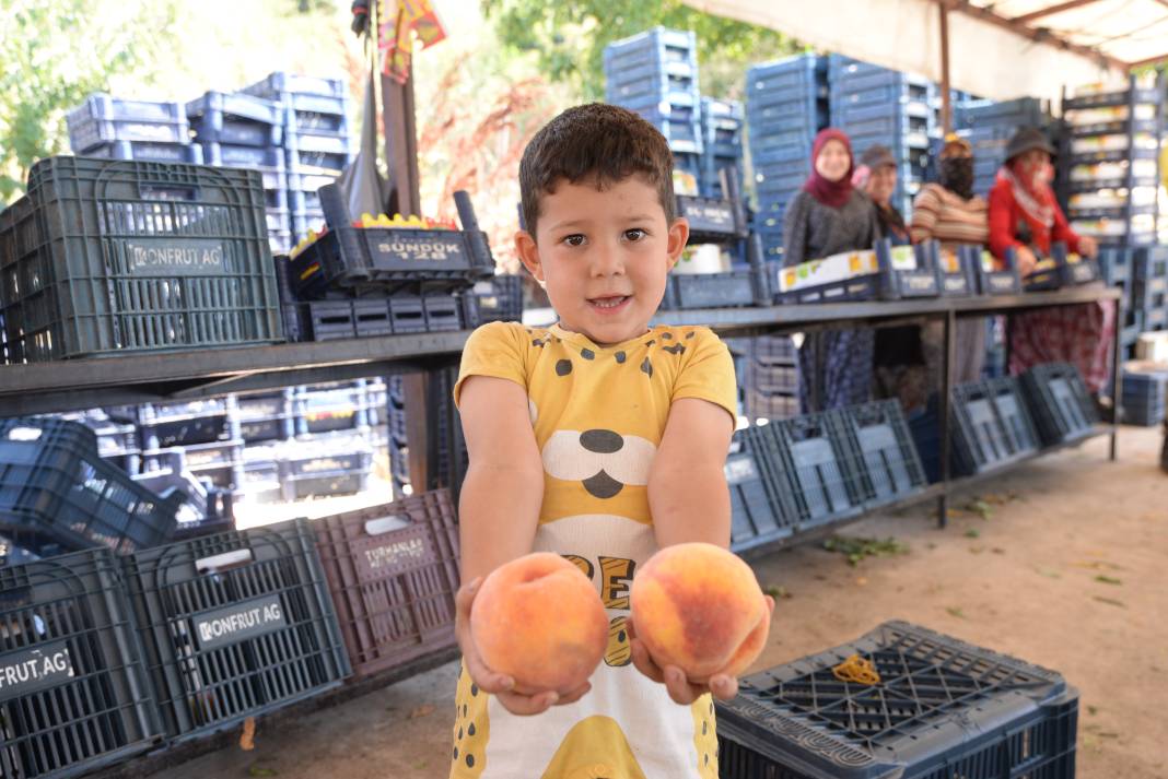 Mersin'de yerli şeftali hasadı başladı: Üreticiler verimden memnun 2